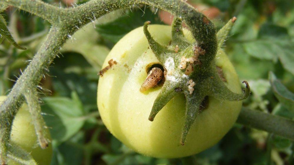 temperatura suelo alarma sanitaria cultivos|Soil temperature health alarm crops